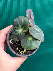 Begonia subacida (sp. Brazil)