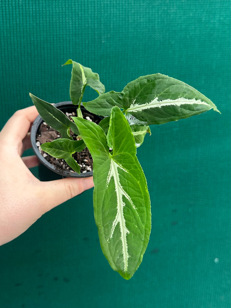 Syngonium ‘Wendlandii’