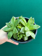 Haworthia Unknown NEW