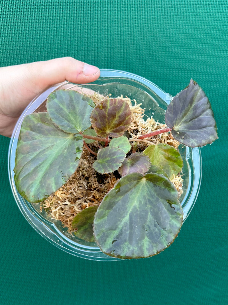Begonia tagbanua variegated