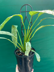 Epipremnum giganteum variegata
