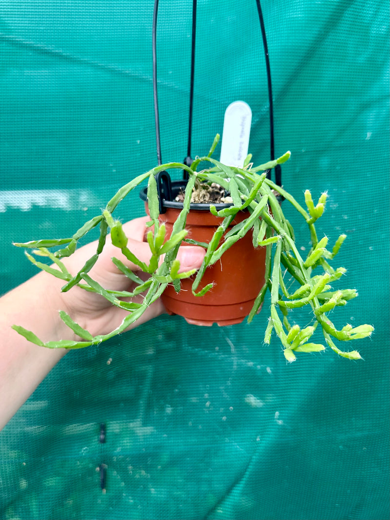 Rhipsalis Sulcata