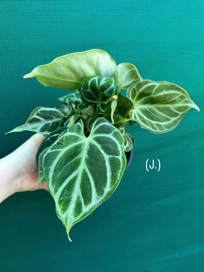 Anthurium crystallinum hybrid NEW