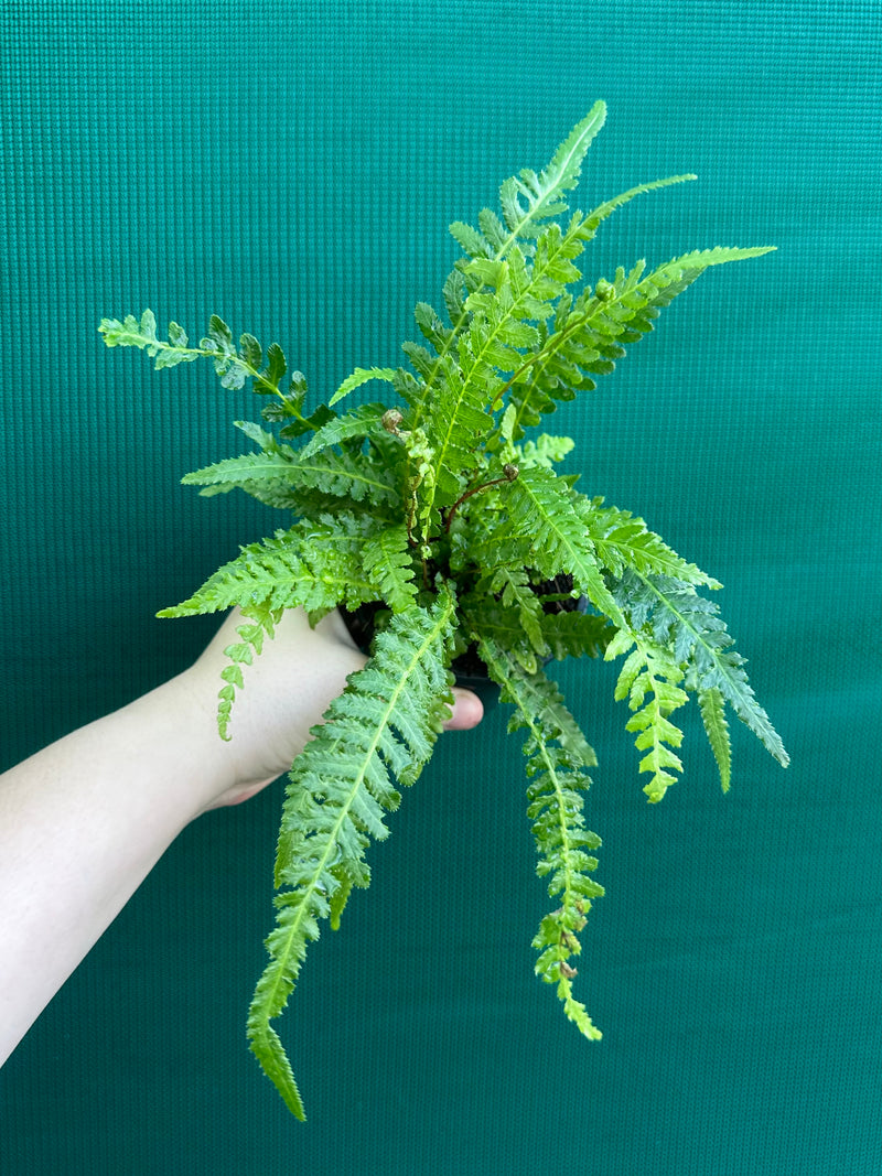 Doodia aspera ‘Prickly Wrasp Fern’ NEW