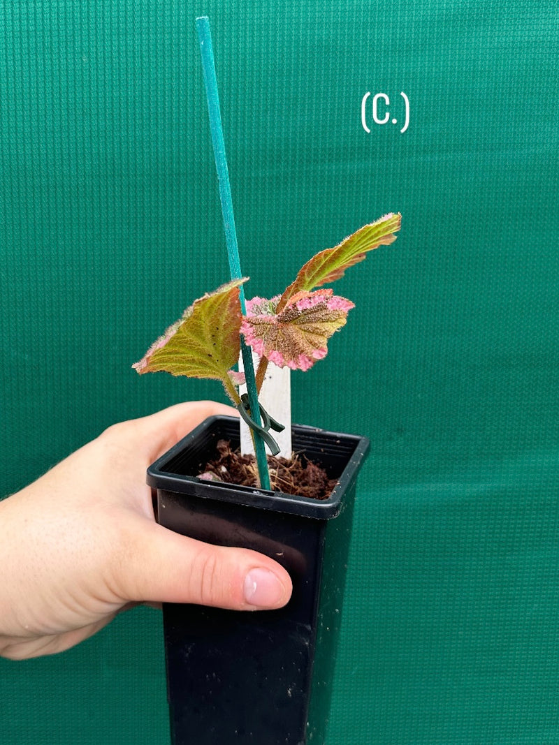 Begonia fulvovillosa (U012) NEW