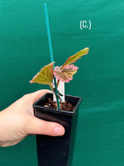 Begonia fulvovillosa (U012) NEW