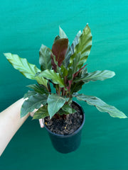 Calathea rufibarba NEW