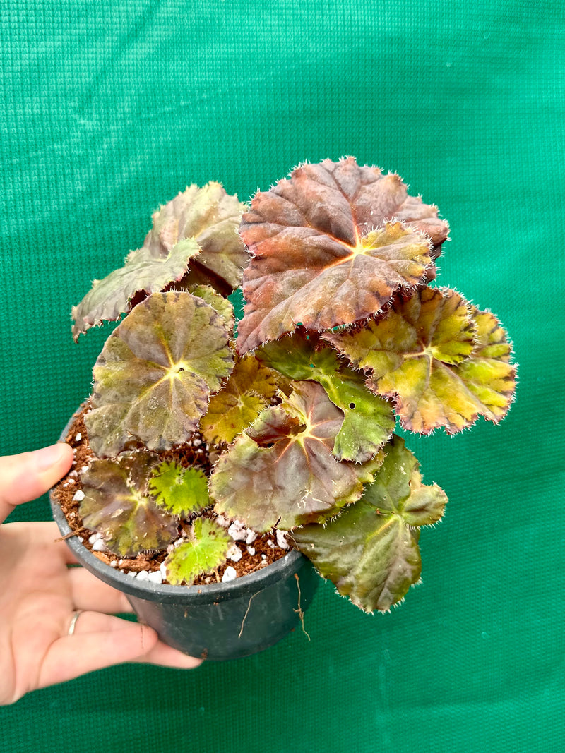 Begonia ‘Imperial Red’