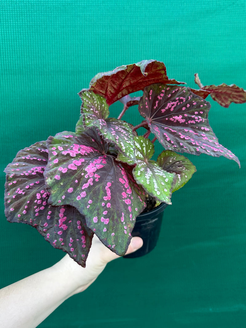 Begonia ‘Hot Pink Spotty’ NEW