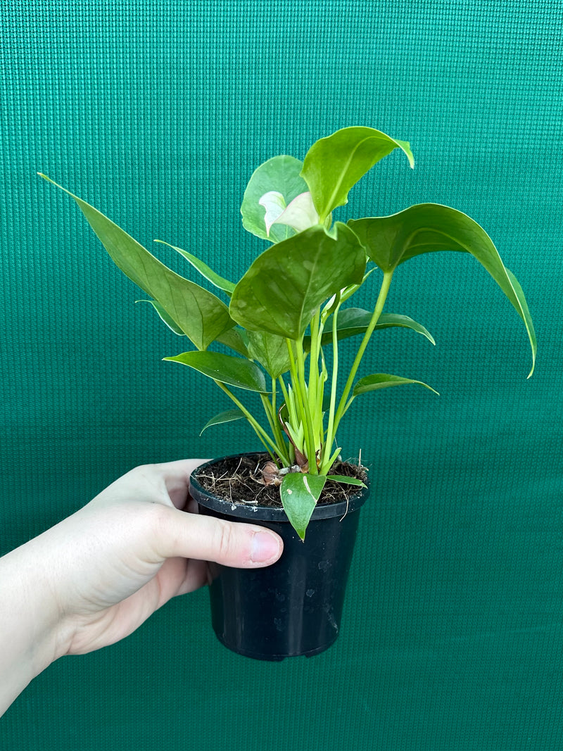 Anthurium NOID 2