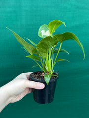 Anthurium NOID 2