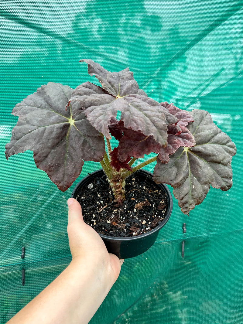 Begonia ‘Red Chenille’ NEW