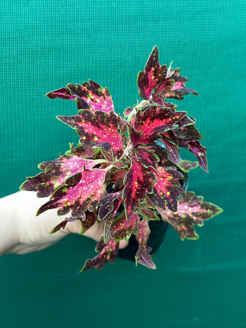 Coleus NOID 5