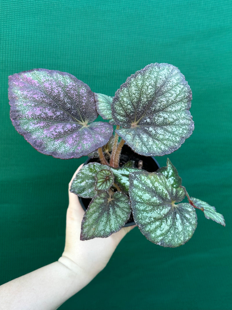 Begonia ‘Fairy Mist’ NEW