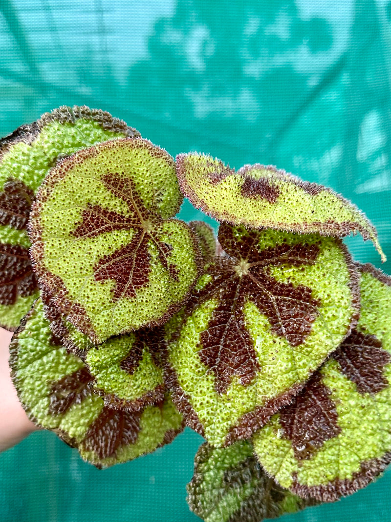 Begonia variegata