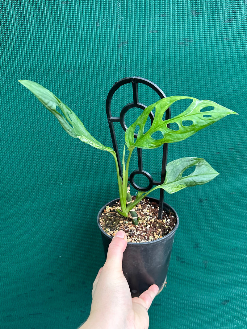 Monstera ‘Adansonii Japanese’ Mottled Variegation NEW