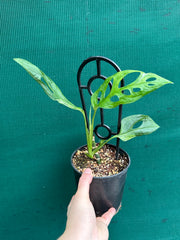 Monstera ‘Adansonii Japanese’ Mottled Variegation NEW