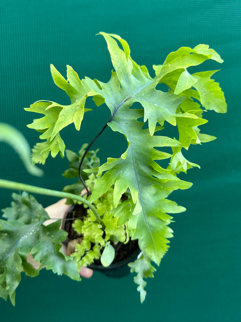 Phlebodium Aureum 'Davana’