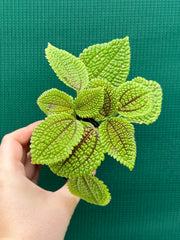 Pilea involucrata