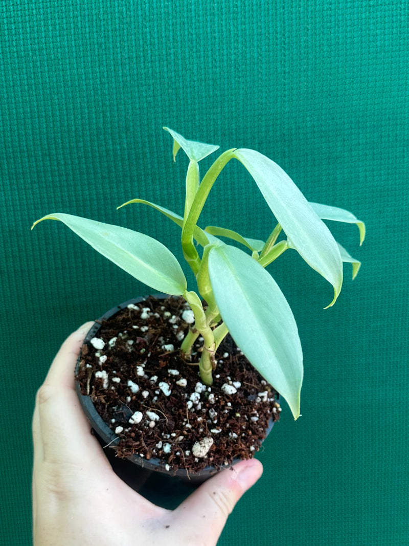 Philodendron hastatum