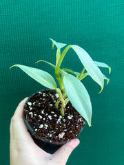 Philodendron hastatum