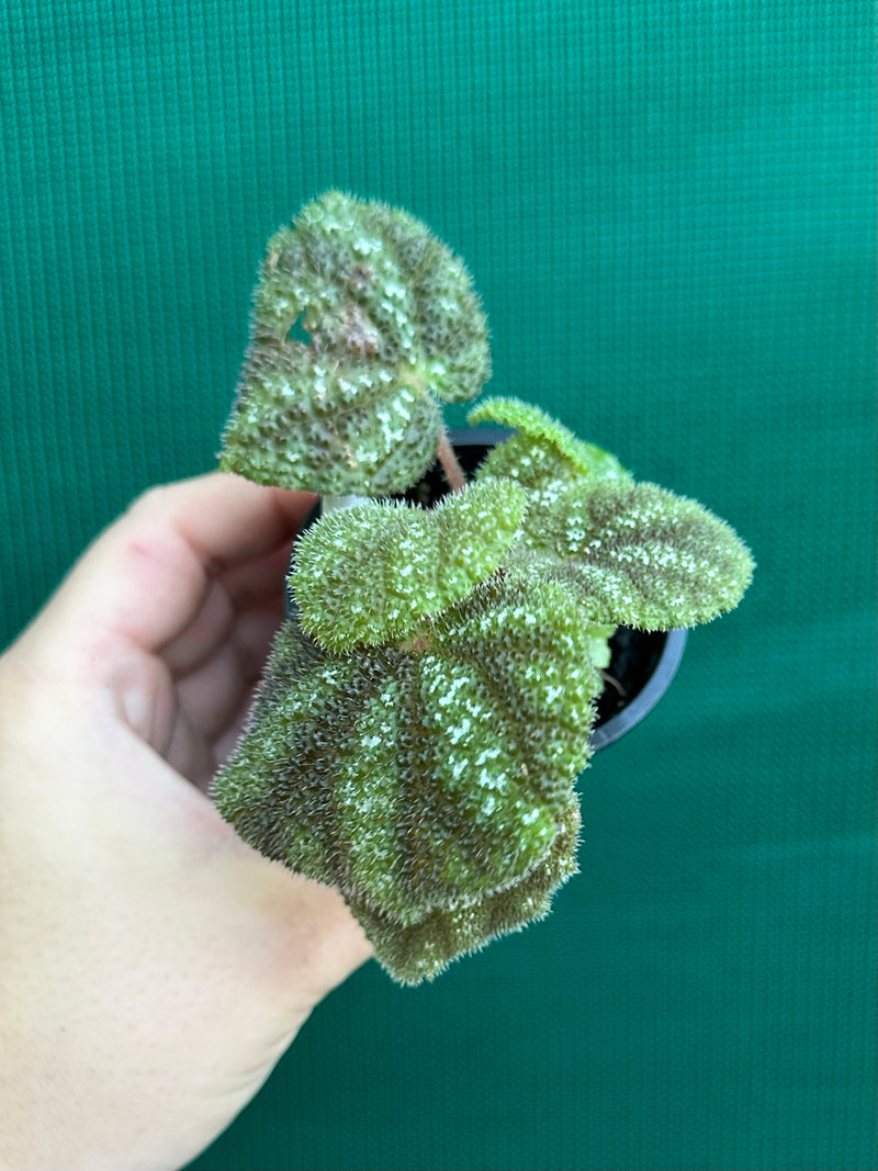 Begonia kui