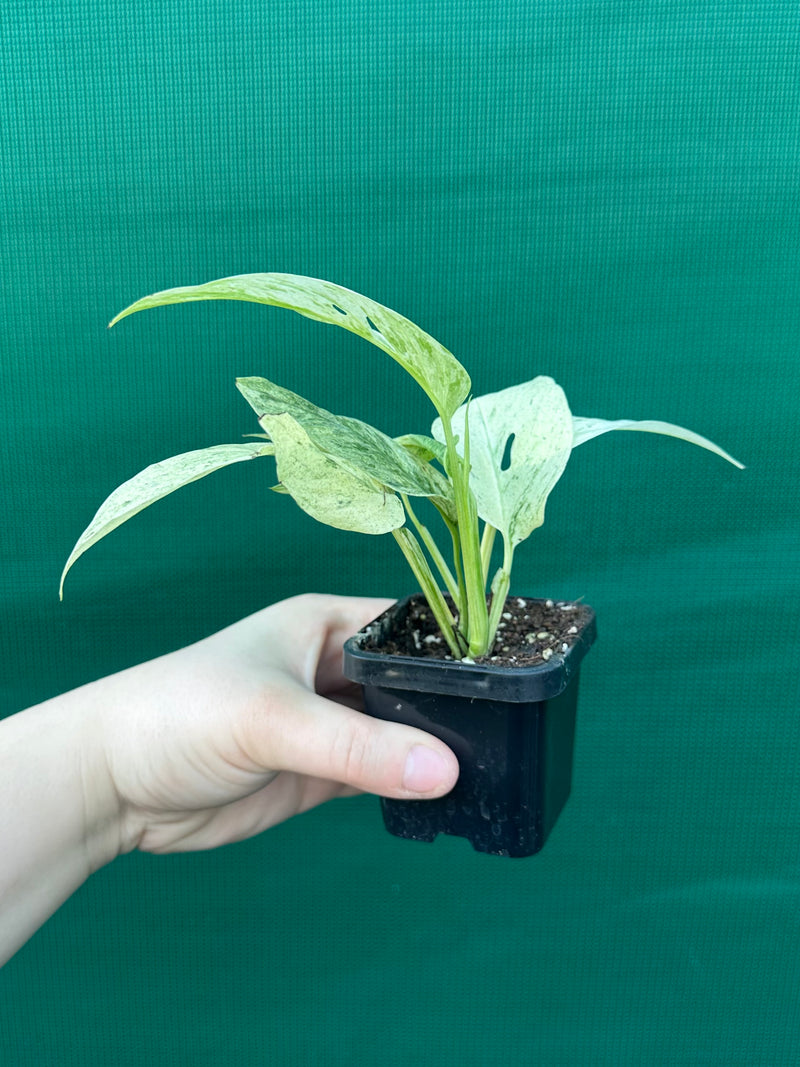 Monstera ‘Laniata      Variegata Mint’