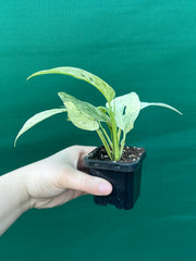 Monstera ‘Laniata      Variegata Mint’