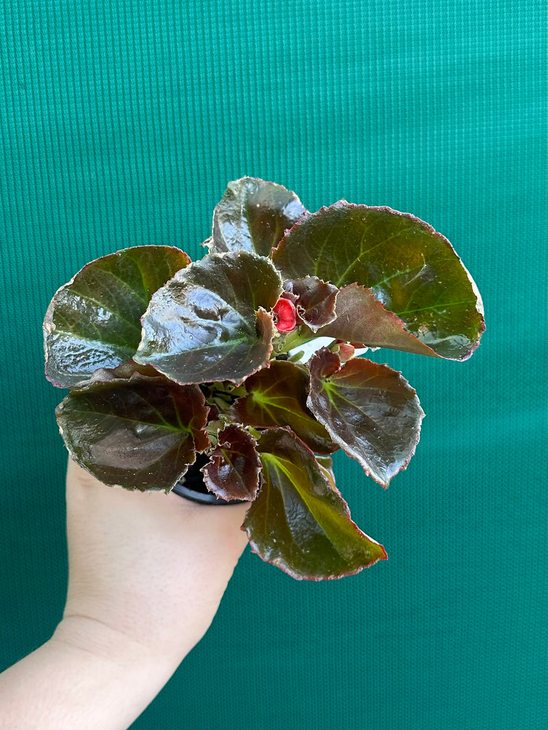 Begonia NOID 37