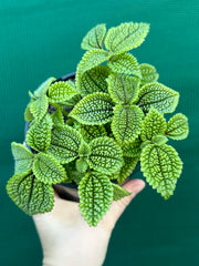 Pilea involucrata