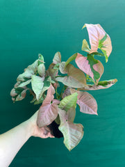 Syngonium ‘Beauty’