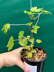 Begonia dregei