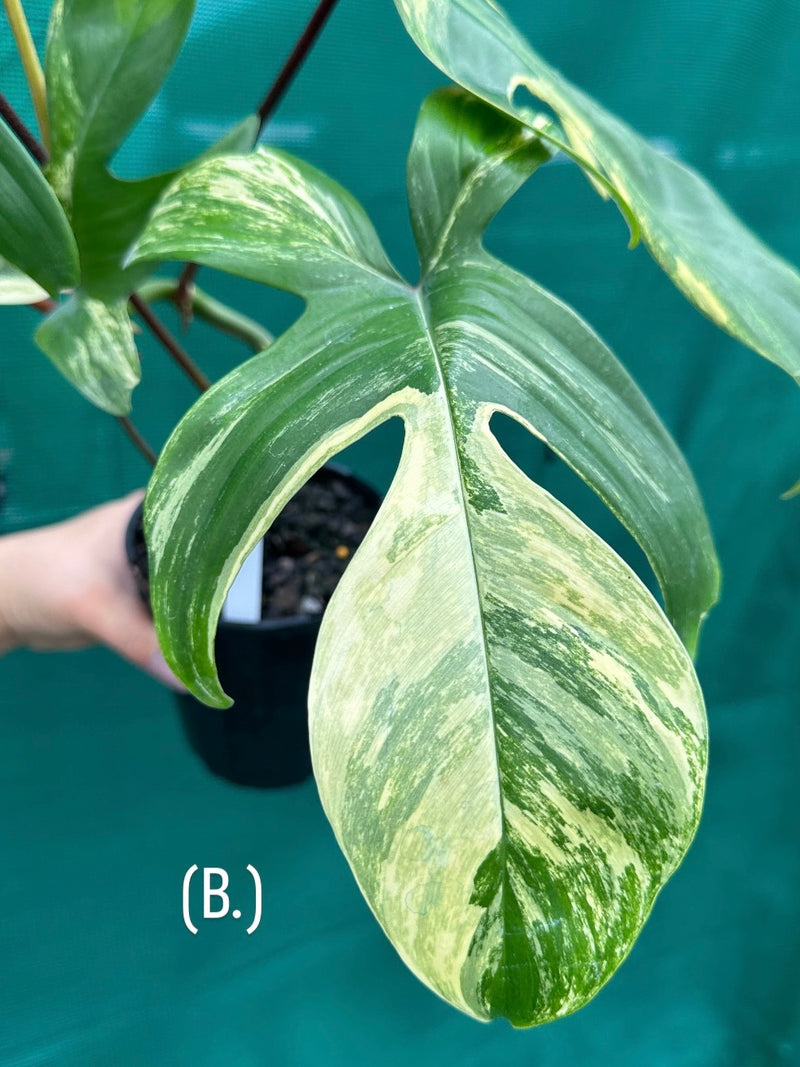Philodendron ’Florida Beauty’