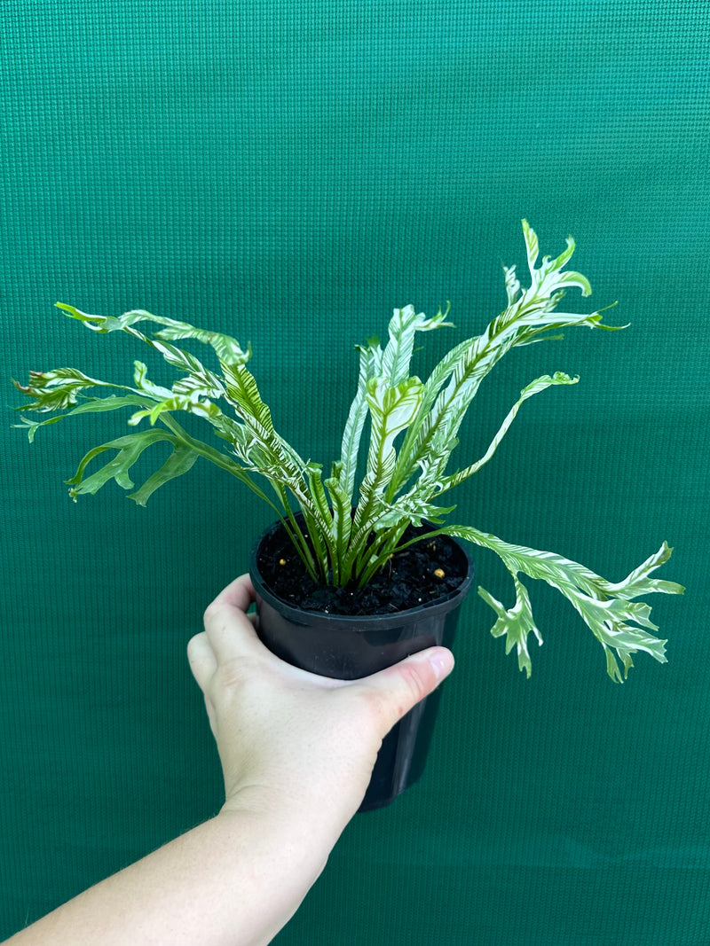 Asplenium Nidus variegata