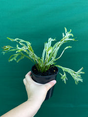 Asplenium Nidus variegata