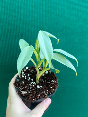 Philodendron hastatum