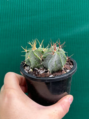 Astrophytum
