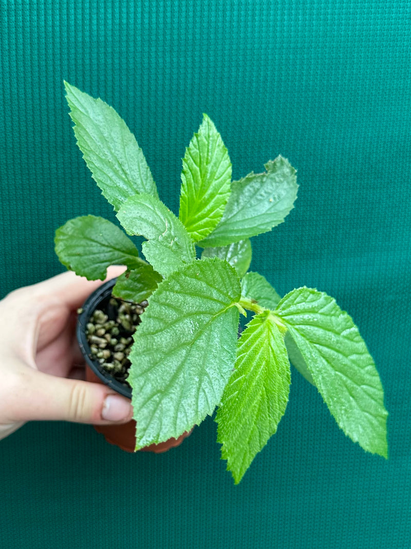 Begonia ulmifolia