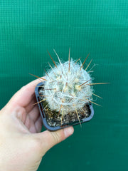 Oreocereus trollii
