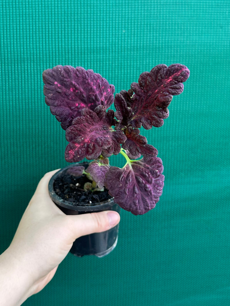 Coleus NOID 1