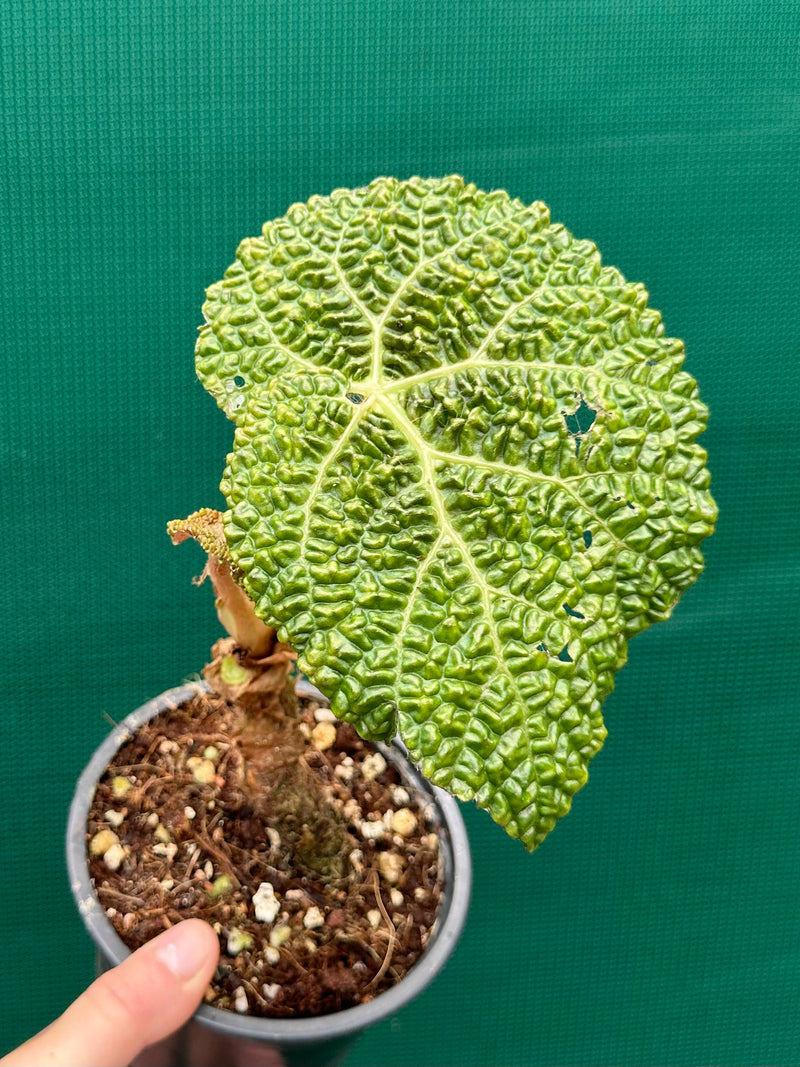 Begonia gehrtii