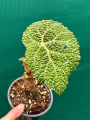 Begonia gehrtii