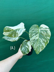 Monstera deliciosa borsigiana variegated albo NEW