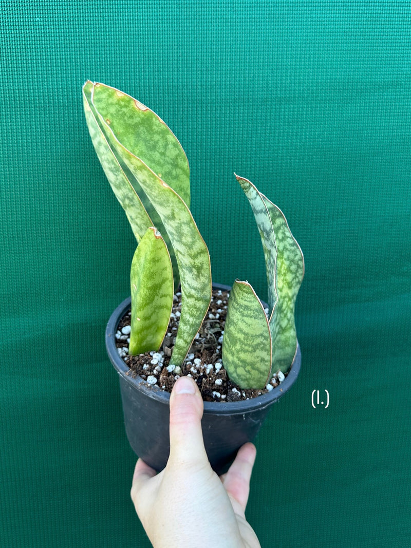 Sansevieria Masoniana ‘Mason’s Congo Paddle’ NEW