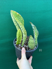 Sansevieria Masoniana ‘Mason’s Congo Paddle’ NEW