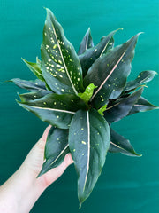 Aglaonema ‘Pink Dalmation’ NEW