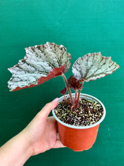 Begonia Rex ‘Silver White’