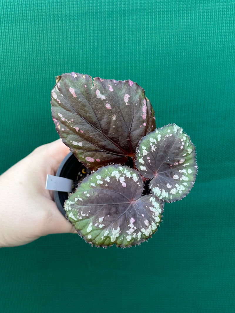 Begonia ‘Dr. Karissa’