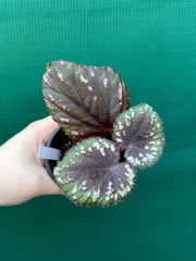 Begonia ‘Dr. Karissa’