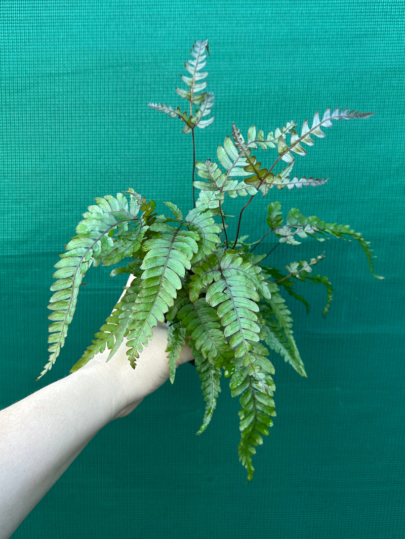 Adiantum ‘Rough Maidenhair Fern’